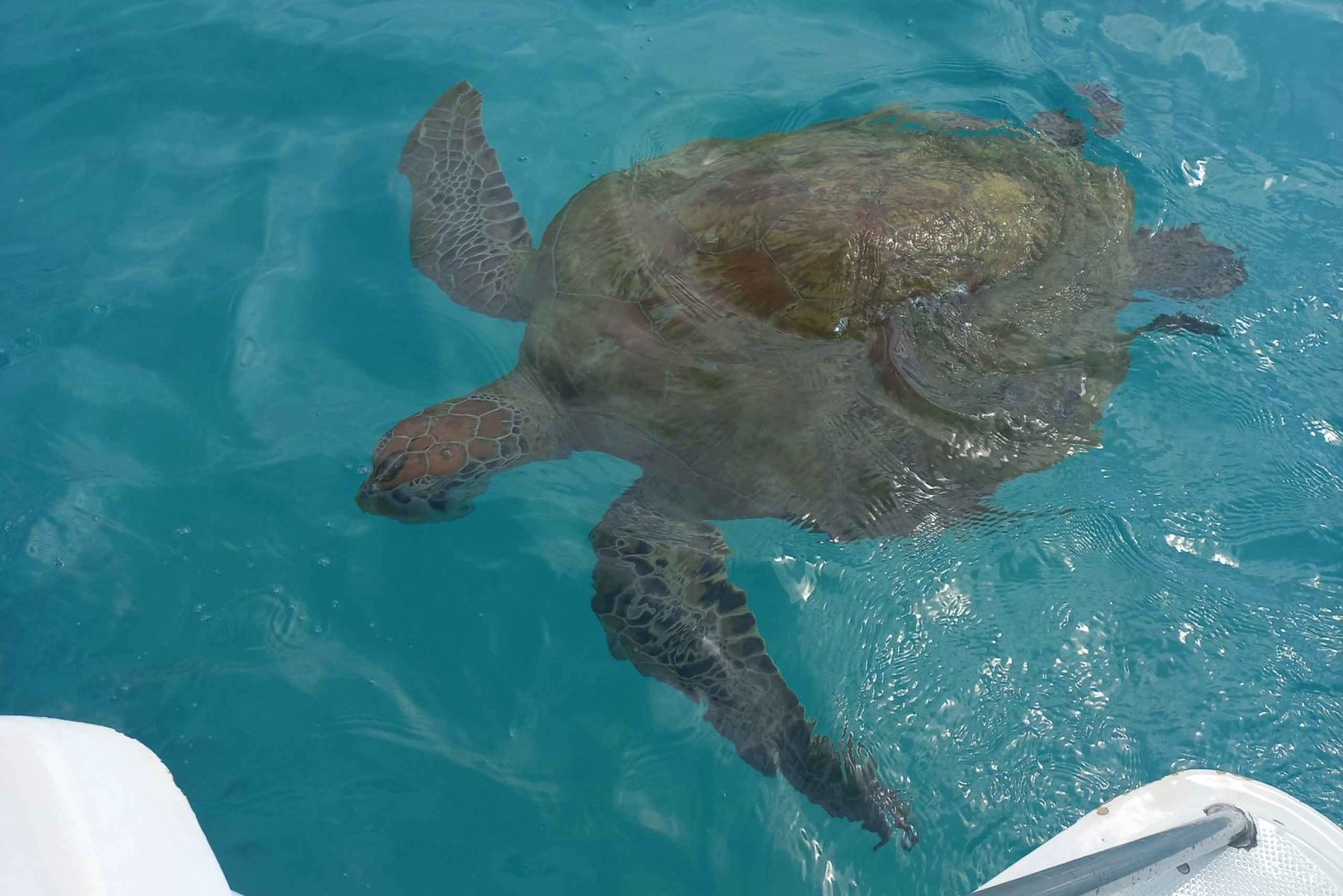 Mauritius: Snorkeling with turtles Le Transporteur speedboat in Mauritius