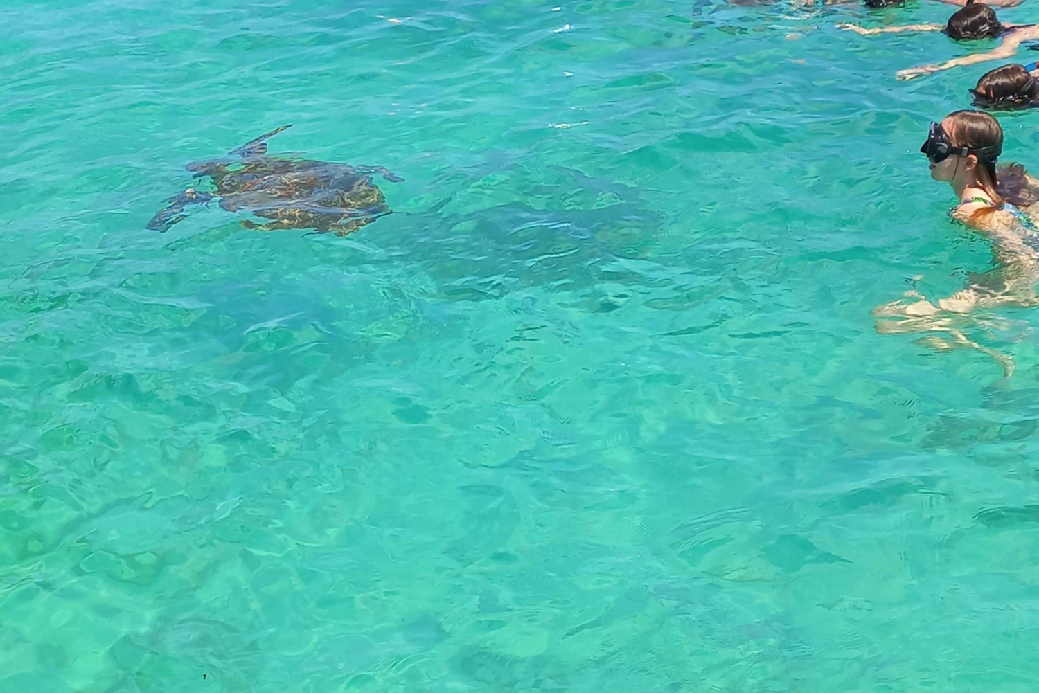 Mauritius: Snorkeling with turtles Le Transporteur speedboat in Mauritius