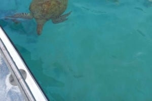 Mauricio: Snorkel con tortugas Lancha rápida Le Transporteur