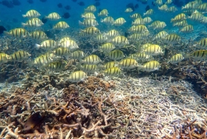 Mauritius: South Coast Hidden Gems Tour with Boat Ride