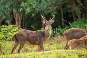 Mauritius South Highlights Tour: Vallée & Chamarel Dunes