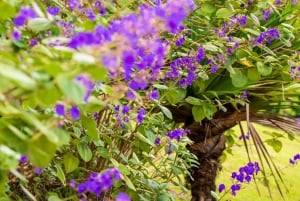 Mauritius South Highlights Tour: Vallée & Chamarel Dunes