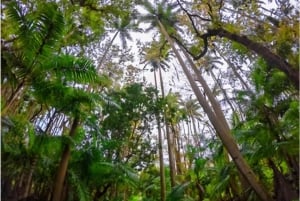 Mauritius: VIP-tur på firhjuling sør på Mauritius