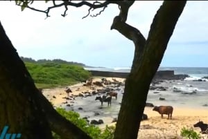 Mauritius: VIP-tur på firhjuling sør på Mauritius