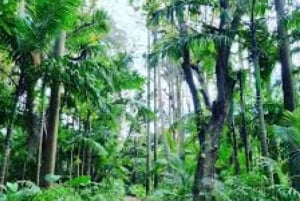 Mauritius: South of Mauritius VIP Quad Tour