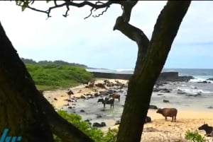 Mauritius: South of Mauritius VIP Quad Tour