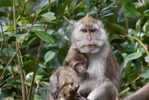 Mauricio: Lancha rápida Ile aux Cerfs, Cascada GRSE, Barbacoa, Bar