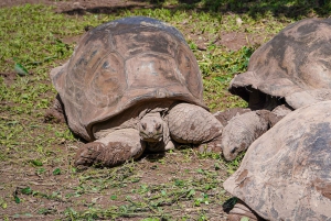 Mauritius: Sunrise Mountain Hike with Southwest Road-trip