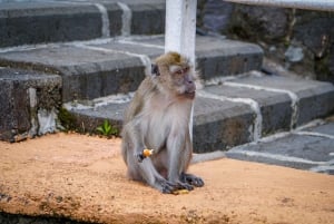 Mauritius: Sunrise Mountain Hike with Southwest Road-trip