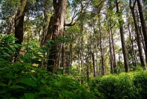 Mauritius: Sunrise Mountain Hike with Southwest Road-trip