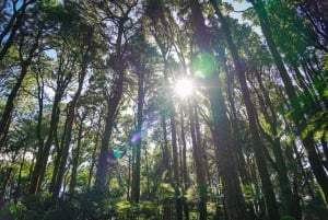 Mauritius: Sunrise Mountain Hike with Southwest Road-trip