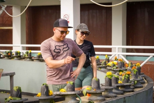 Mauritius: Sunrise Mountain Hike with Southwest Road-trip