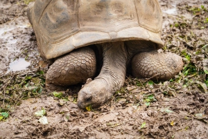 Mauritius: Sunrise Mountain Hike with Southwest Road-trip