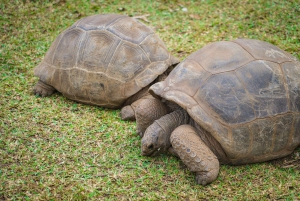 Mauritius: Sunrise Mountain Hike with Southwest Road-trip