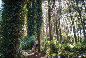 Mauritius: Sunrise Mountain Hike with Southwest Road-trip