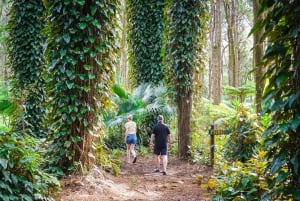 Mauritius: Sunrise Mountain Hike with Southwest Road-trip