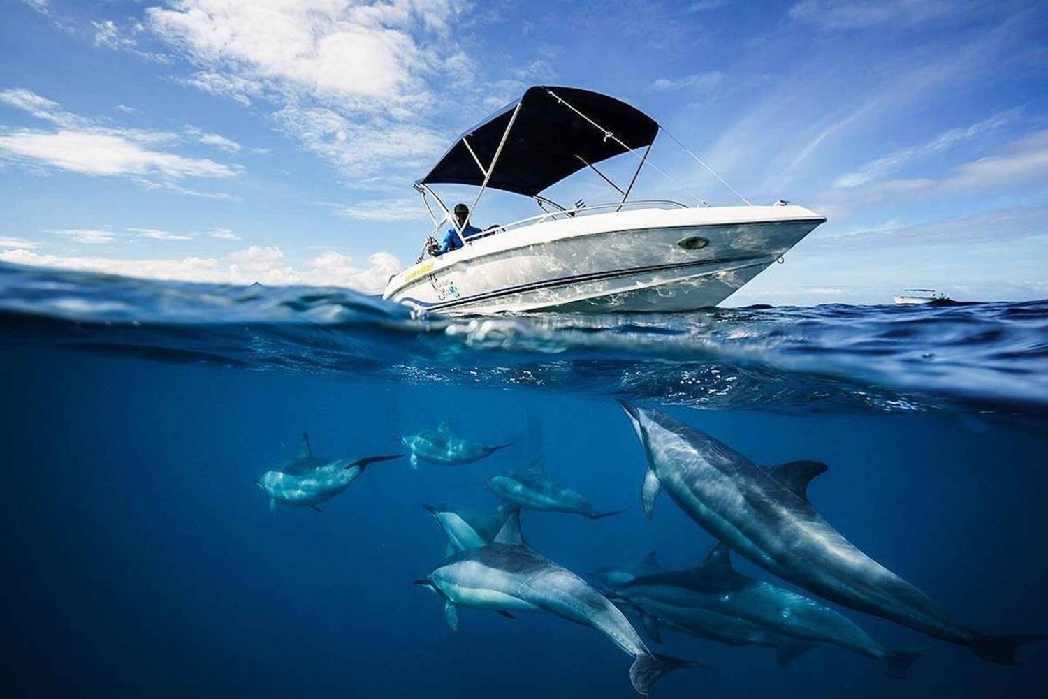 Mauritius: Swim with Dolphins Full-Day with Lunch/Drinks