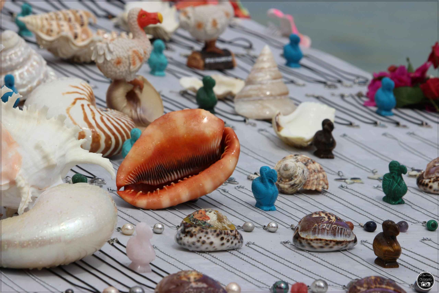 Mauritius: Zwemmen met dolfijnen Hele dag met lunch/drankjes