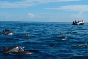 Mauritius: Svøm med delfiner hele dagen med lunsj/drikke