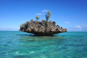Mauritius: Svøm med delfiner hele dagen med lunsj/drikke