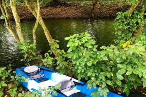 Mauritius: Tamarin Bay Dolphin Watching Kayak Tour