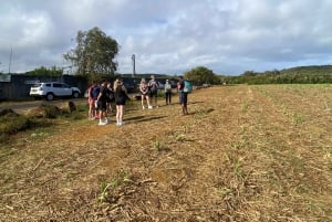 Mauritius Tamarind Falls: vandretur og frokost + transport