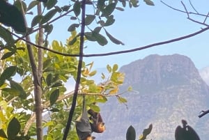 Mauritius Tamarind Falls: vandretur og frokost + transport