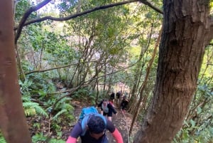 Mauritius Tamarind Falls: vandretur og frokost + transport
