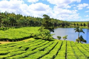 Tea and Sugar Plantation Guided Tour with Lunch