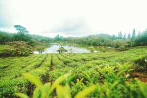 Mauritius: Tea, Rum and Vanilla Route with Lunch and Pickup