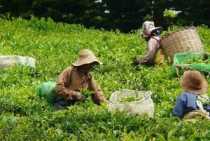 Mauritius: Tea, Rum and Vanilla Route with Lunch and Pickup