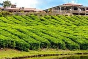 Mauritius: Itinerario del tè, del rum e della vaniglia con pranzo e servizio di prelievo