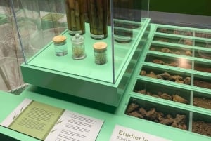 Île Maurice : temples, musée du sucre et excursion à la plage