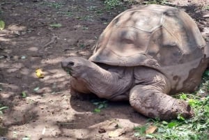 モーリシャス：カップル向けの南部の魂を感じる体験をお楽しみください