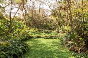 Mauritius: The Wild South Hiking Tour with a Guide