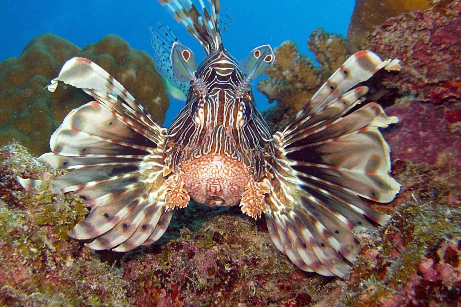 Mauritius: tour di snorkeling a Trou-aux-Biches
