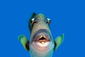 Maurícia: Passeio de snorkeling em Trou-aux-Biches