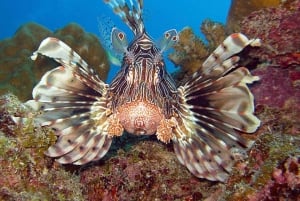 Maurícia: Passeio de snorkeling em Trou-aux-Biches