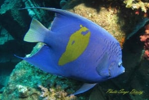 Maurícia: Passeio de snorkeling em Trou-aux-Biches