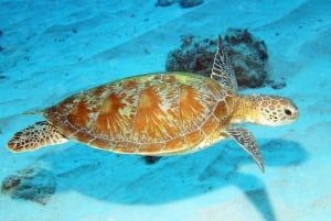 Maurícia: Passeio de snorkeling em Trou-aux-Biches