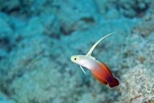 Mauritius: tour di snorkeling a Trou-aux-Biches