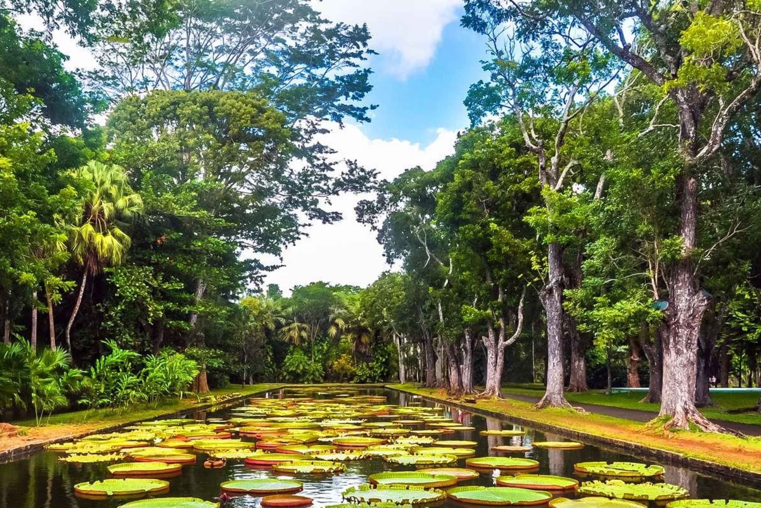 Mauritius: nuoto con le tartarughe e tour alla scoperta del nord con pick-up