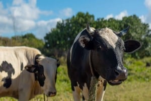 モーリシャス：ワイルドサウス電動自転車アドベンチャー