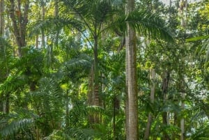 モーリシャス：ワイルドサウス電動自転車アドベンチャー