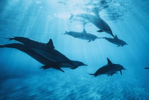 Mauritius: Yacht Exclusive Dolphin & Snorkeling Experience