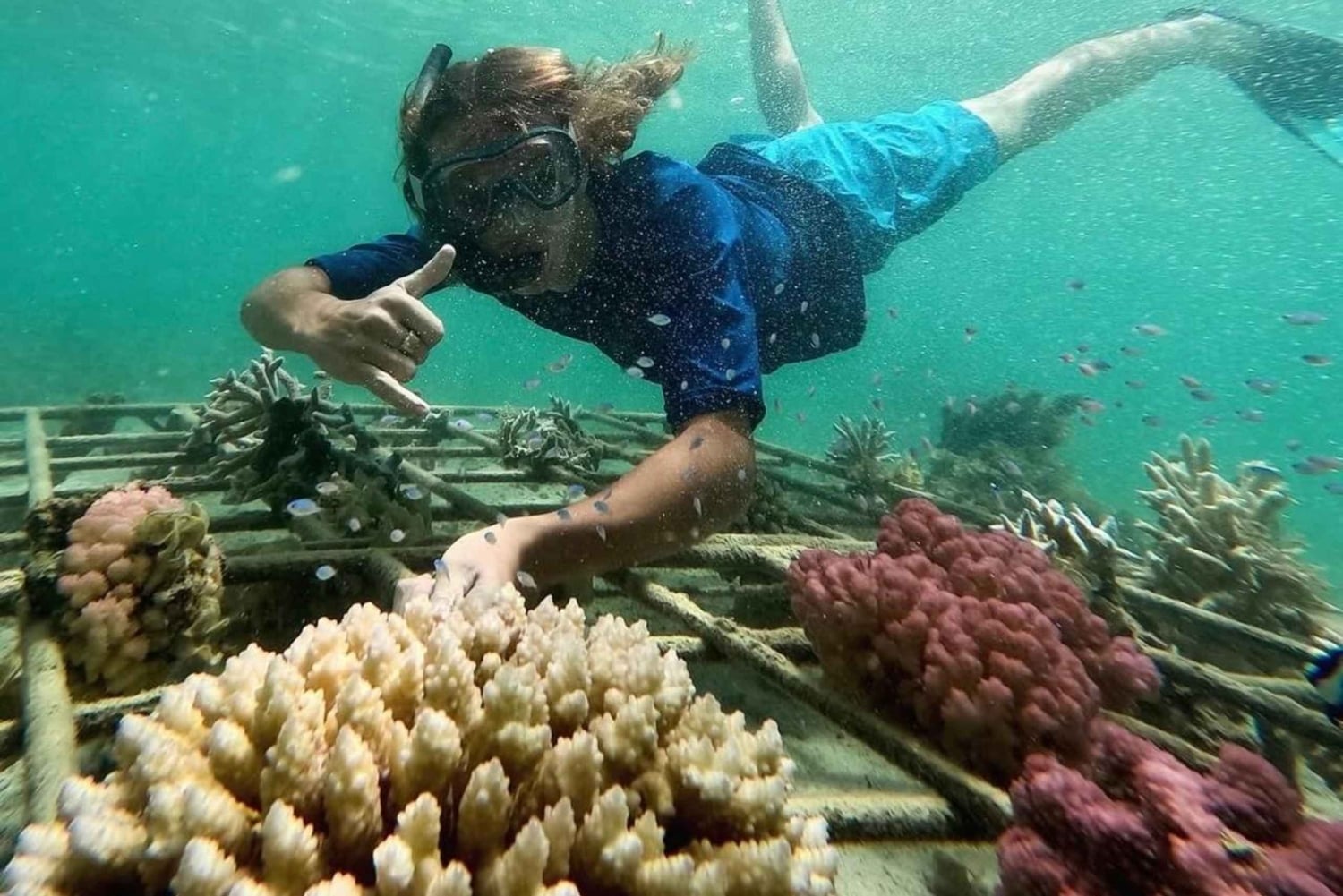 Aamu merellä: Delfiinejä, mauritiolainen aamiainen, luonnollinen akvaario, Cristal Rock