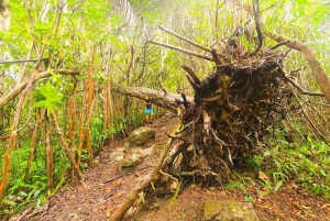 Ruta de senderismo por la naturaleza en Piton Petite Rivière Noire con almuerzo y traslado