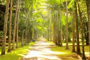 Excursión de un día al Norte, Jardín Botánico, Museo del Azúcar, Cata de Ron