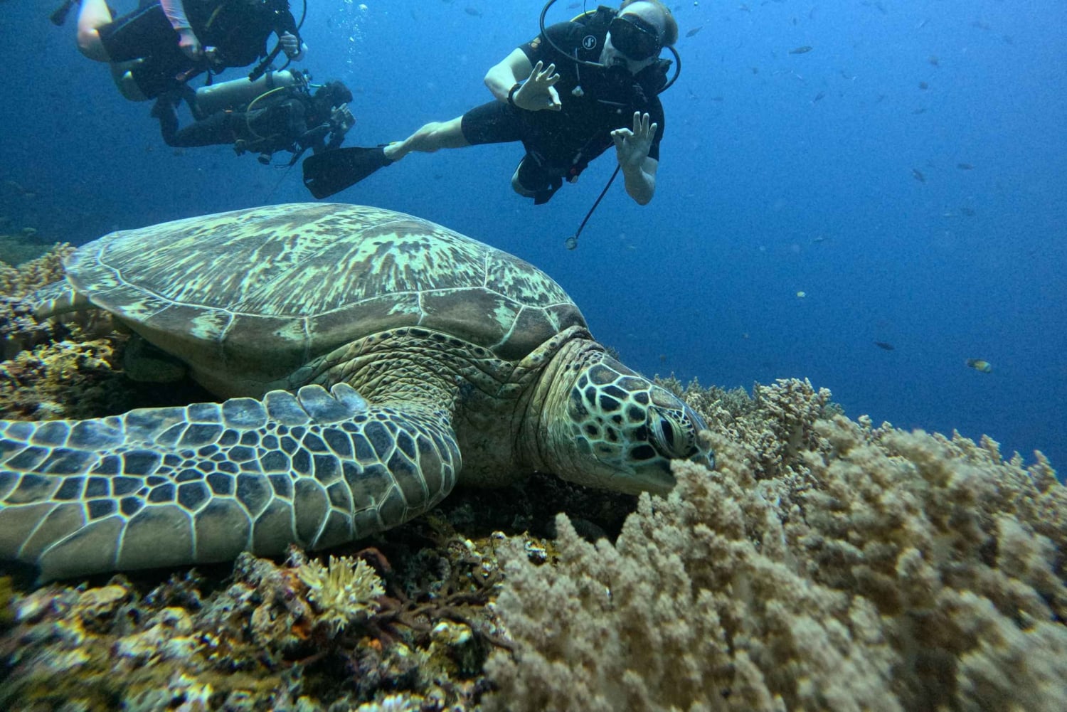 North of Mauritius: Scuba Diving Tour
