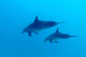 North of Mauritius: Scuba Diving Tour